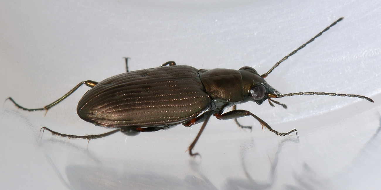 Bembidion (Odontium) foraminosum - Carabidae